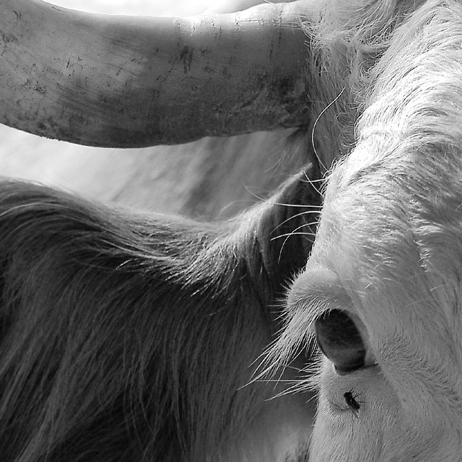 Tiere_DDC4436 Kopie.jpg - Leben auf der Alm